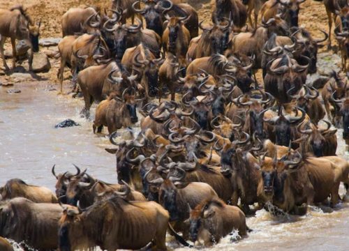 Maasai Mara Wildbeast Migration Tours