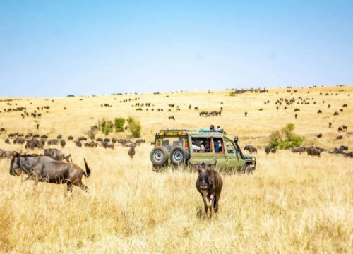 6-Day Lifetime Adventure Amboseli, Lake Nakuru & Masai Mara-Budget safari.