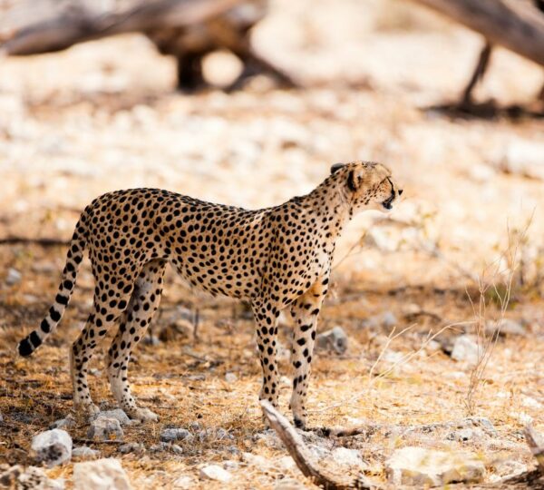 9-Day Ultimate Kenya Safari Across Samburu, Ol Pejeta, Nakuru & Mara - Kenyan Destinations