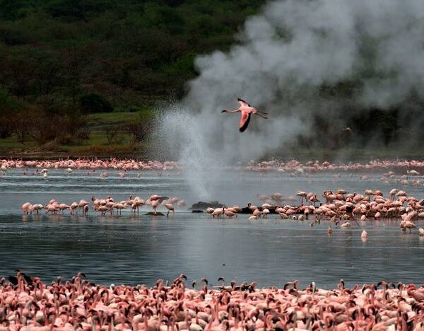 9-Day Ultimate Kenya Safari Across Samburu, Ol Pejeta, Nakuru & Mara - Kenyan Destinations