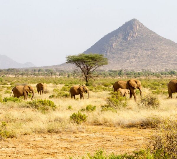 5-Day Samburu & Ol Pejeta Safari – Big Game & Rare Species - Kenyan Destinations