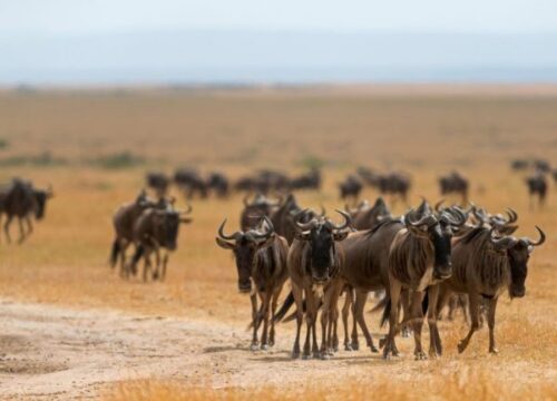 3-Day Masai Mara Safari Adventure – Experience the Great Migration