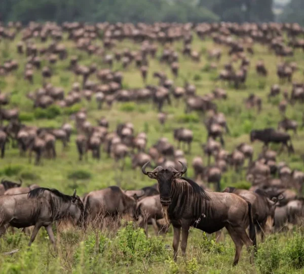 4 Day Unforgettable days in the wild-Group Joining safari - Kenyan Destinations