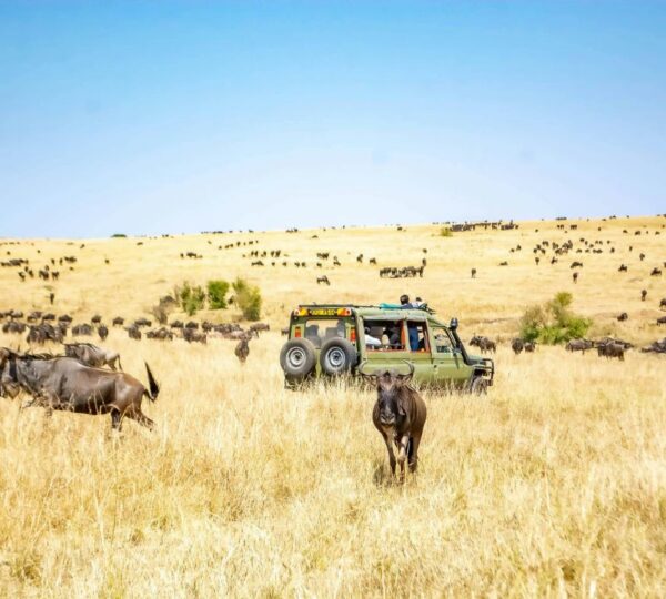 4 Day Unforgettable days in the wild-Group Joining safari - Kenyan Destinations