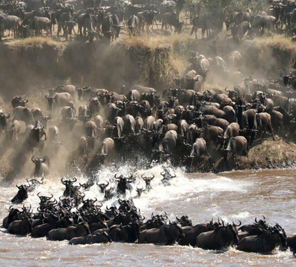 4 Day Unforgettable days in the wild-Group Joining safari