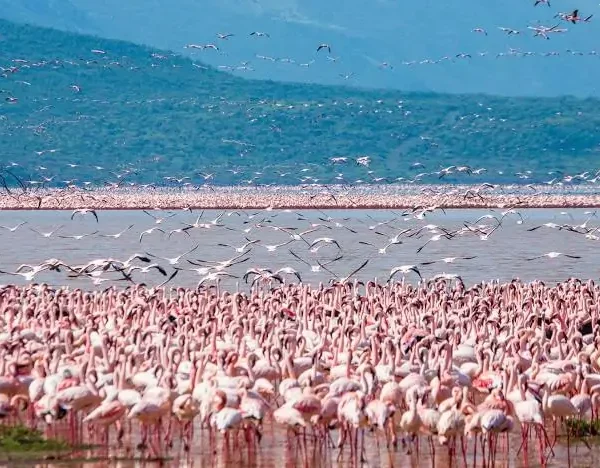 5-Day Explore Kenya’s Natural Wonders in Maasai Mara, Lake Nakuru & Lake Naivasha - Kenyan Destinations