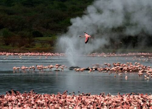 8-Day Scenic Safari Circuit: Amboseli, Naivasha, Bogoria, Nakuru & Maasai Mara - Kenyan Destinations