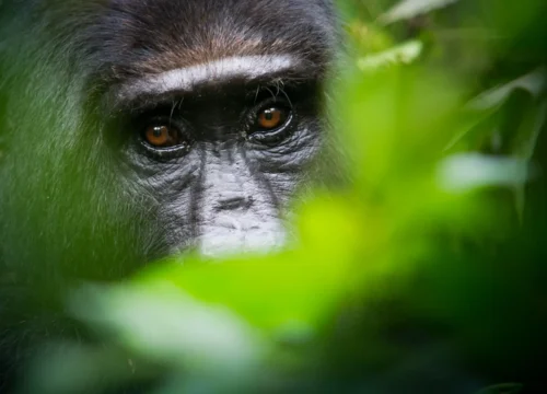 5-Day Chimpanzee Trek & Lake Kivu Adventure from Forest to Shore - Rwanda Destinations