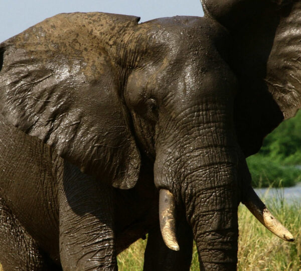 7-Day Giants of the Wild Uganda Rwanda Gorilla and Wildlife Safari - Rwanda Destinations