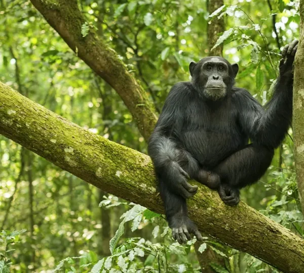 4-Day Gorilla & Golden Monkey Trek Rwanda Primate Adventure - Rwanda Destinations