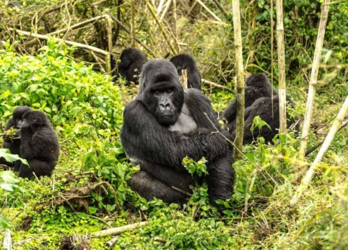 4-Day Gorilla & Golden Monkey Trek Rwanda Primate Adventure - Rwanda Destinations