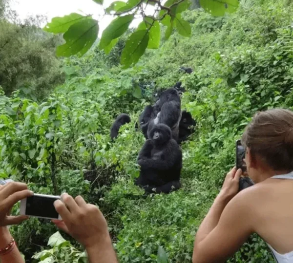 4-Day Gorilla & Golden Monkey Trek Rwanda Primate Adventure - Rwanda Destinations