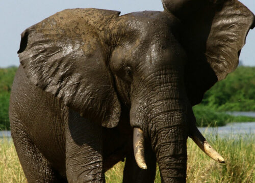 3-Day Kigali City & Mountain Gorilla Trek Urban Meets Wild
