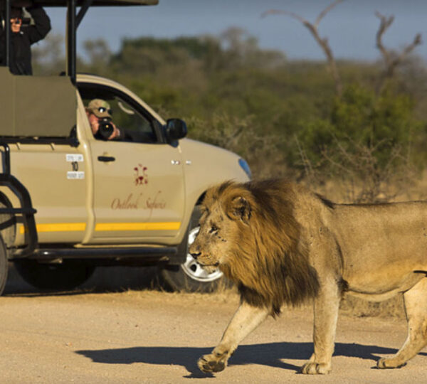 9-Day Kruger Wildlife Safari and Cape Town Discovery - South Africa Destinations