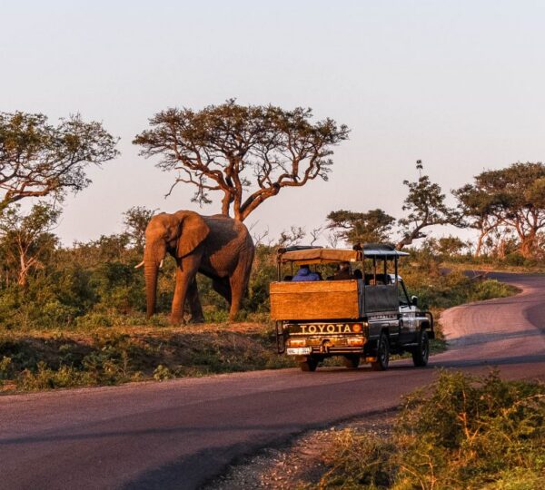 9-Day Kruger Wildlife Safari and Cape Town Discovery - South Africa Destinations