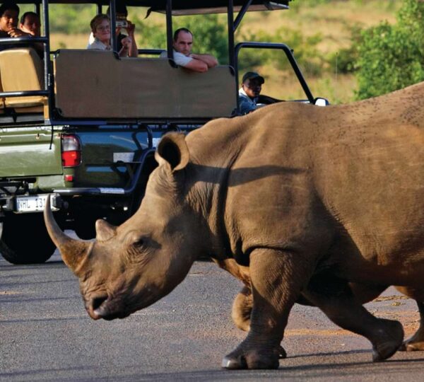 9-Day Kruger Wildlife Safari and Cape Town Discovery - South Africa Destinations