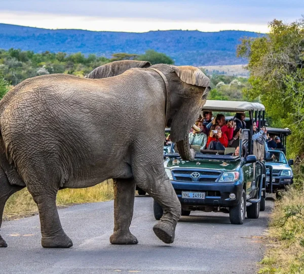 10-Day Cape Town Adventure: The Ultimate South African City Escape - South Africa Destinations