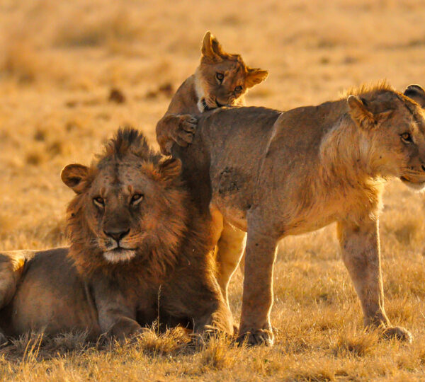 10-Day Budget Safari in Tanzania - Tanzanian Destinations