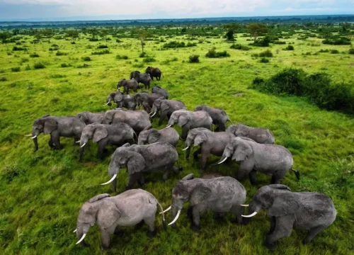 3-Day Budget Serengeti Safari Package - Tanzanian Destinations