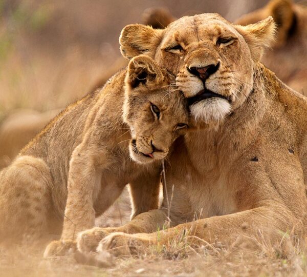 3-Day Budget Serengeti Safari Package - Tanzanian Destinations