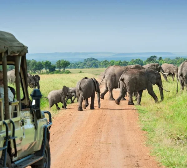 3-Day Budget Serengeti Safari Package - Tanzanian Destinations