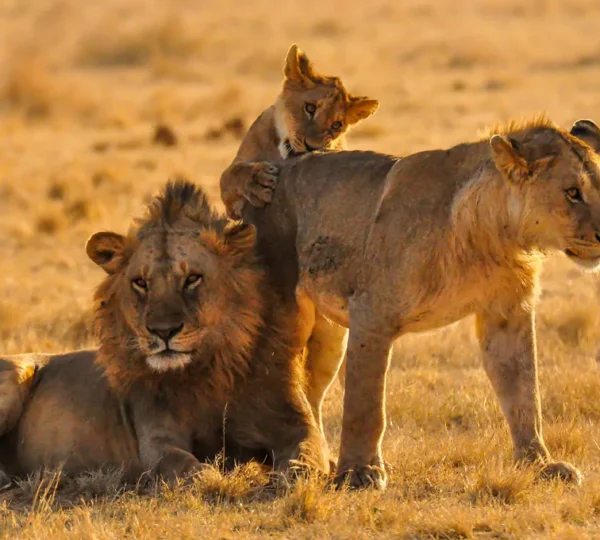7 Days Best of Tanzania Luxury Safari - Tanzanian Destinations