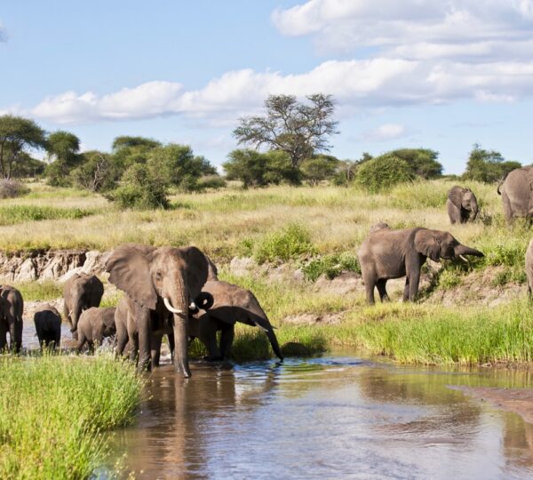 7 Days Best of Tanzania Luxury Safari - Tanzanian Destinations