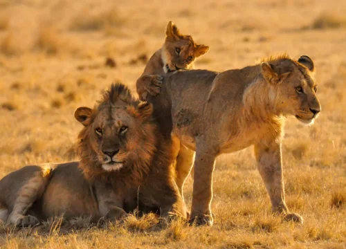 7 Days Best of Tanzania Mid-Range Safari