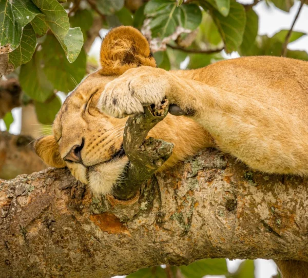 7 Days Best of Tanzania Mid-Range Safari - Tanzanian Destinations