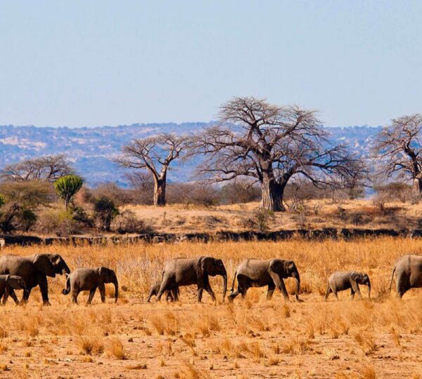 13-Day Tanzania Beach & Wildlife Safari Adventure - Tanzanian Destinations