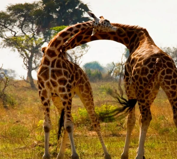 6-Day Zanzibar Honeymoon Escape: A Romantic Island Getaway - Tanzanian Destinations