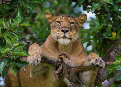3-Day Queen Elizabeth Safari – Cruise, Game Drive & Chimpanzees