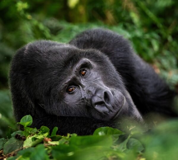 3-Day Queen Elizabeth Safari – Cruise, Game Drive & Chimpanzees - Uganda Destinations