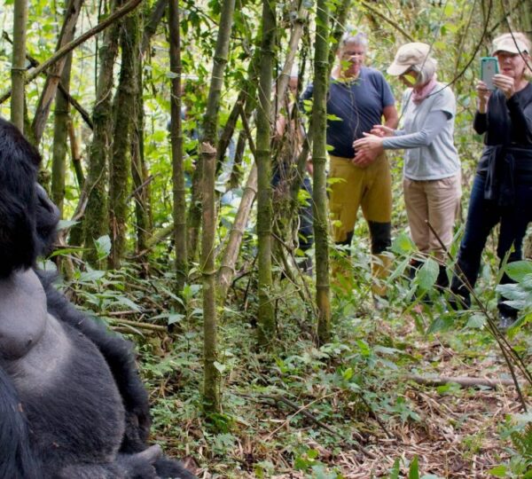 3-Day Queen Elizabeth Safari – Cruise, Game Drive & Chimpanzees - Uganda Destinations
