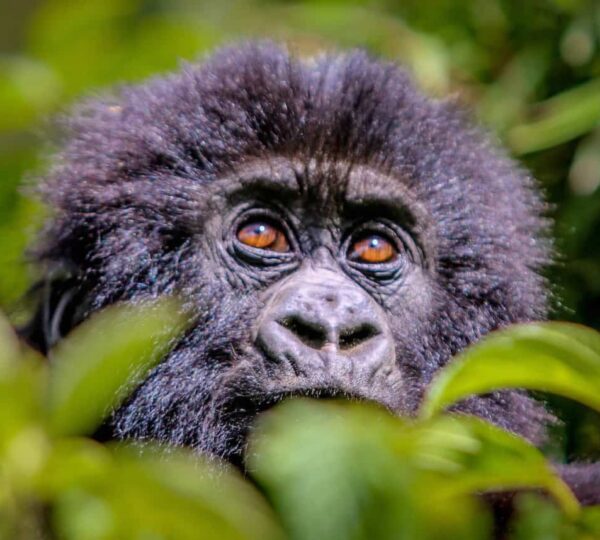 3-Day Queen Elizabeth Safari – Cruise, Game Drive & Chimpanzees - Uganda Destinations