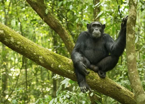 5-Day Gorilla Safari & Queen Elizabeth Wildlife Adventure