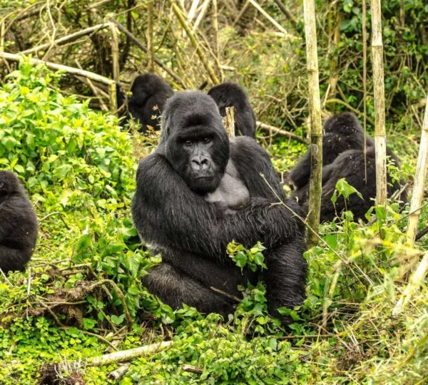 5-Day Gorilla Safari & Queen Elizabeth Wildlife Adventure - Uganda Destinations