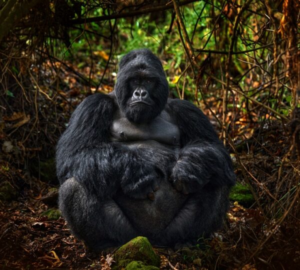 5-Day Gorilla Safari & Queen Elizabeth Wildlife Adventure - Uganda Destinations