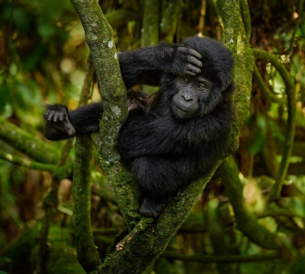 5-Day Gorilla Safari & Queen Elizabeth Wildlife Adventure - Uganda Destinations