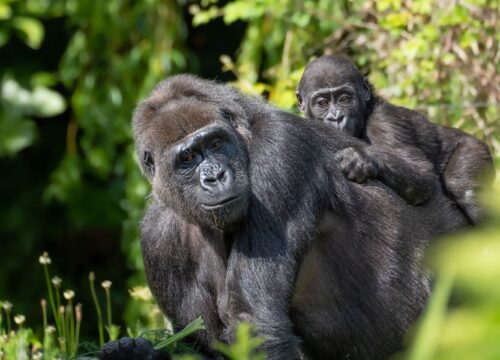 6-Day Queen Elizabeth & Gorilla Trekking Luxury Safari - Uganda Destinations