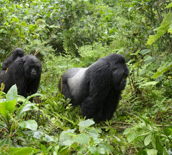 6-Day Queen Elizabeth & Gorilla Trekking Luxury Safari - Uganda Destinations